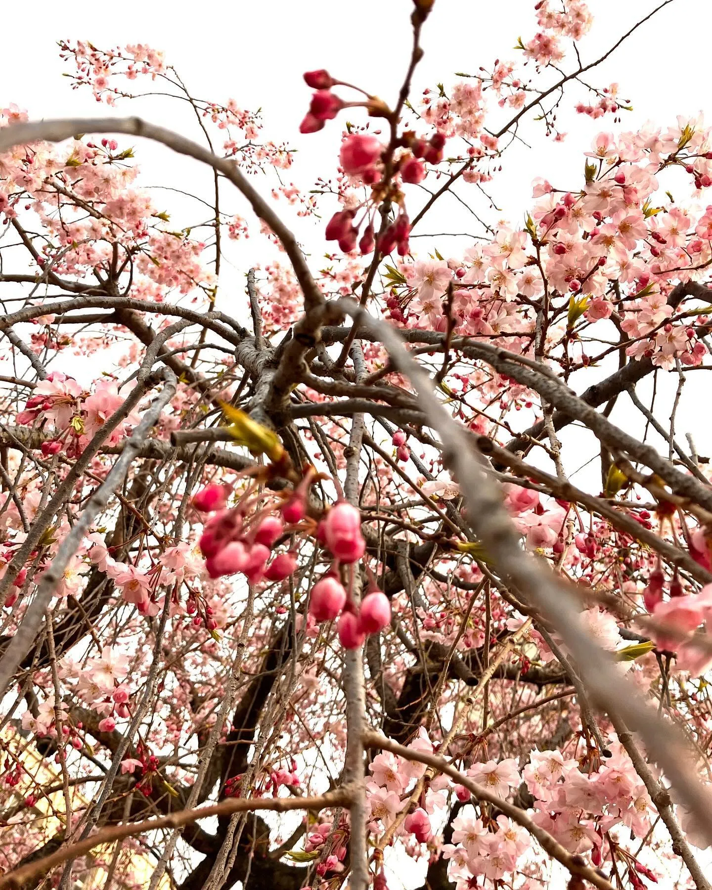 桜🌸