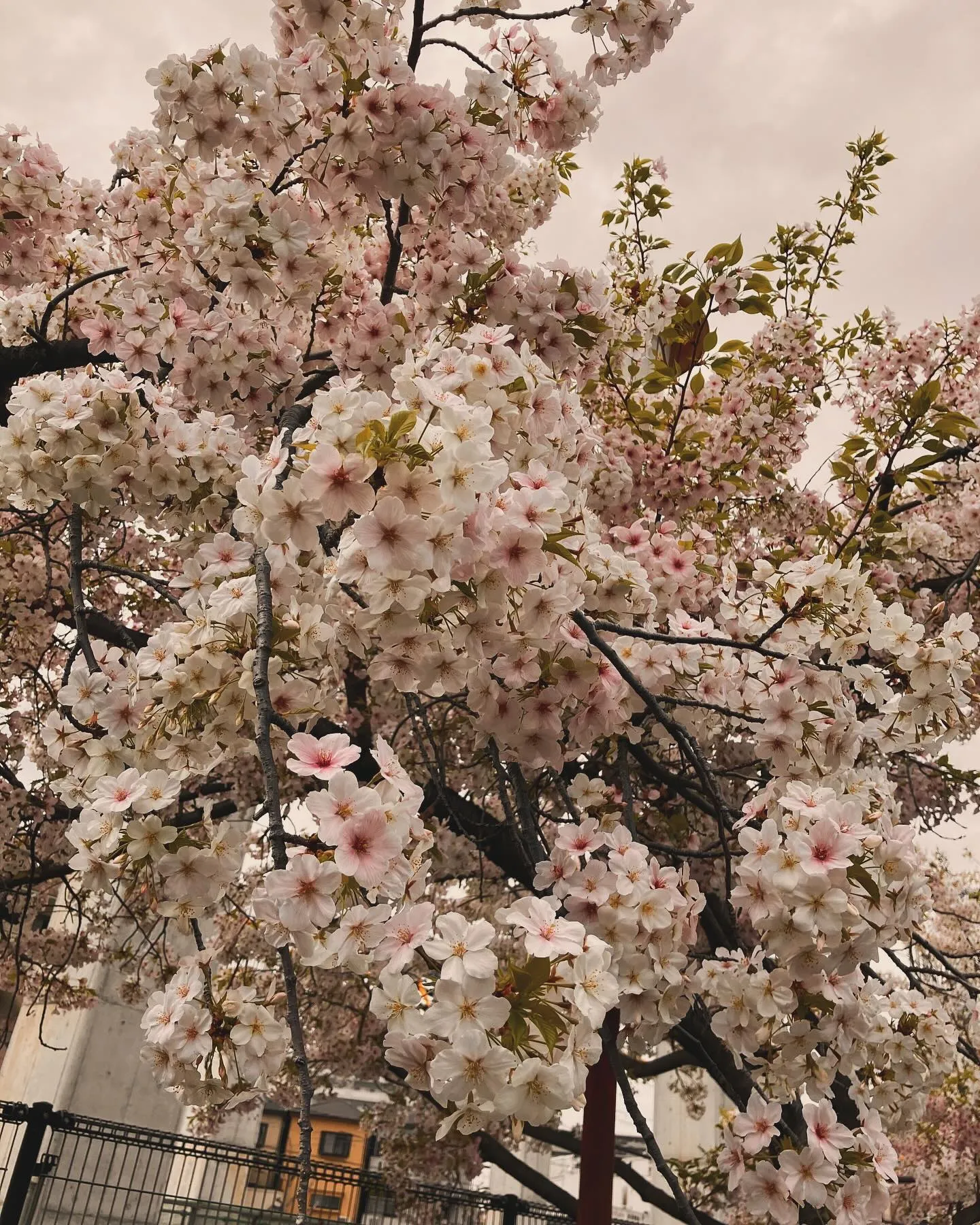 柴島浄水場桜並木通り抜け🌸