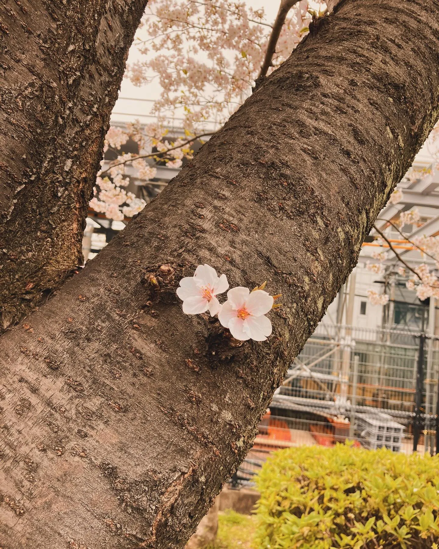 柴島浄水場桜並木通り抜け🌸