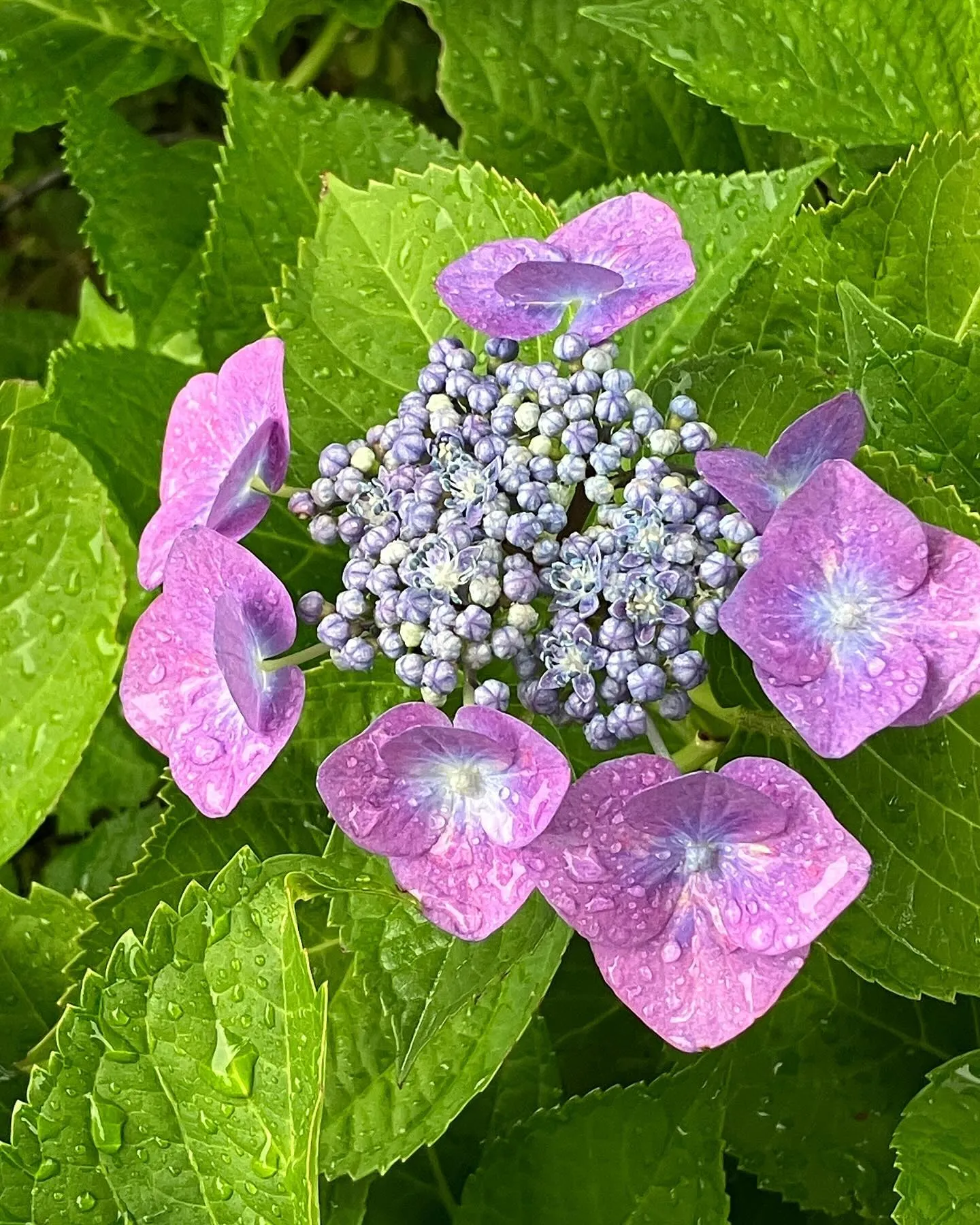 紫陽花。