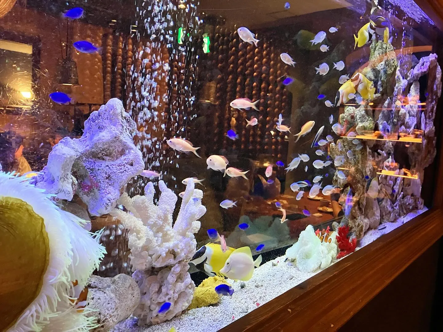 水族館のような。