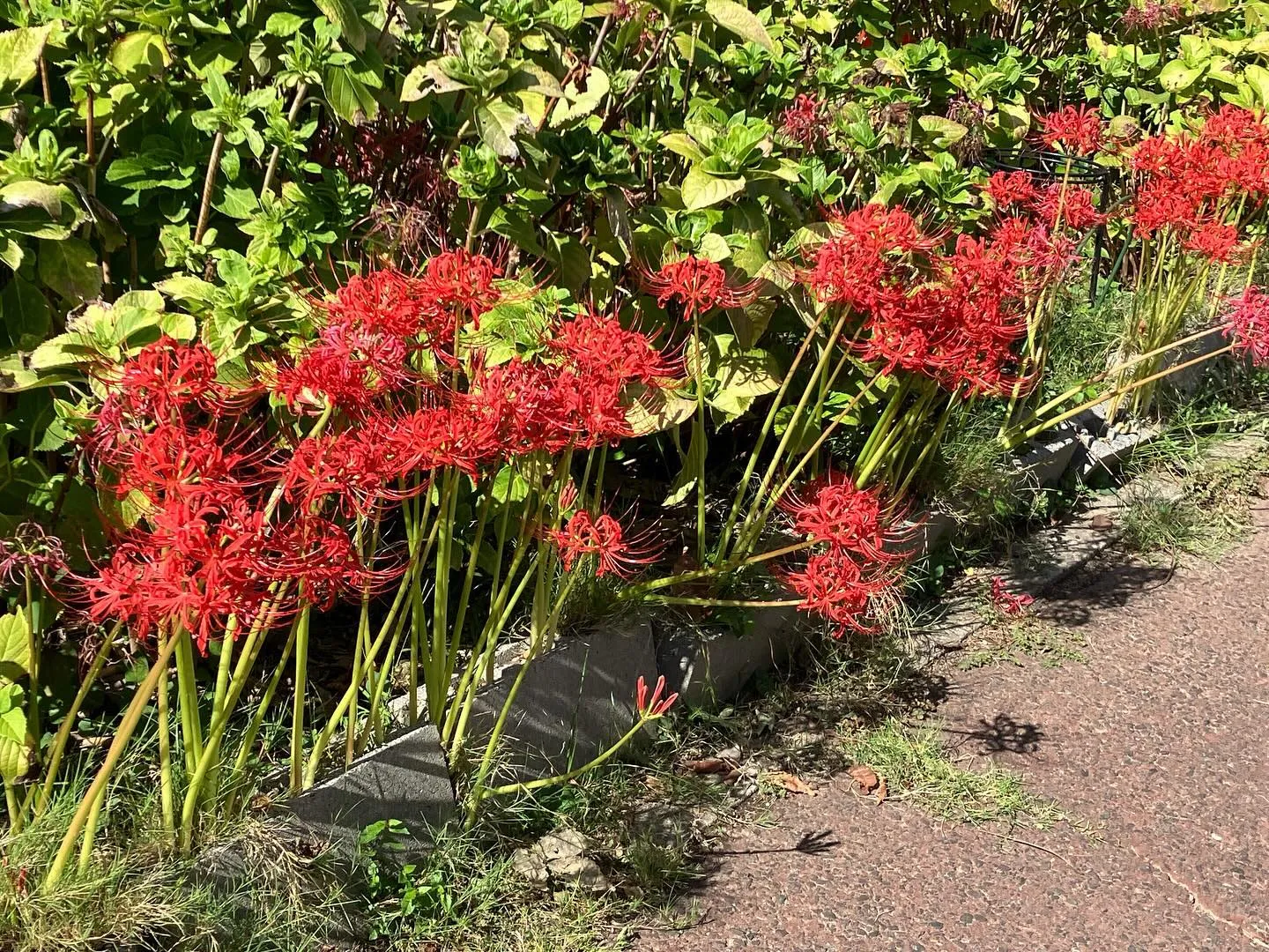 秋晴れと彼岸花。