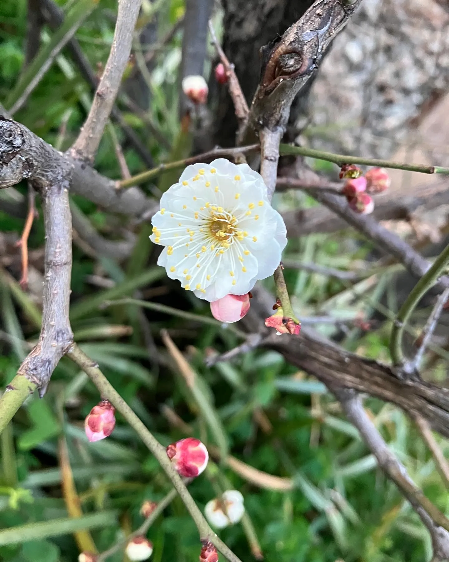 梅の花。