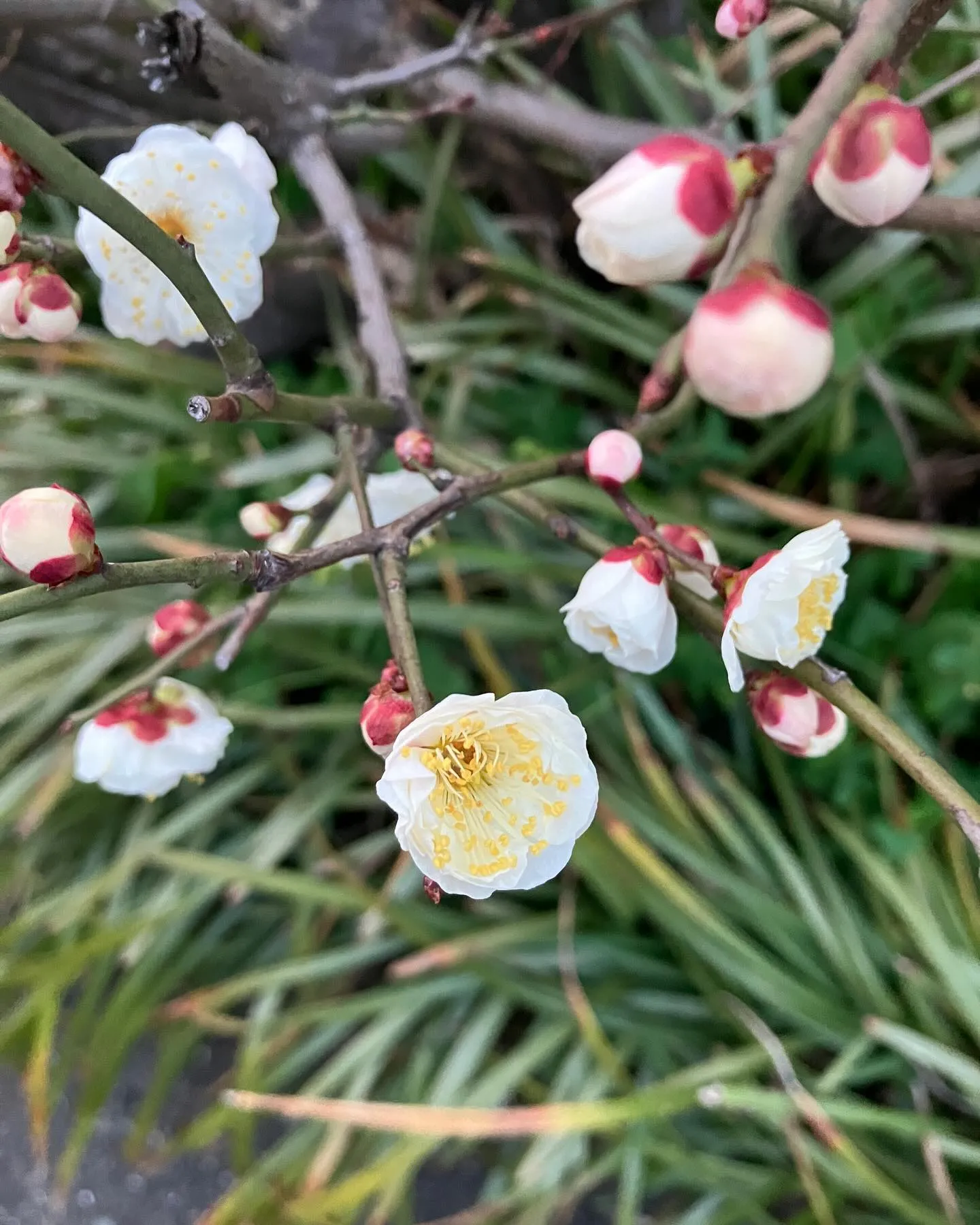 梅の花。