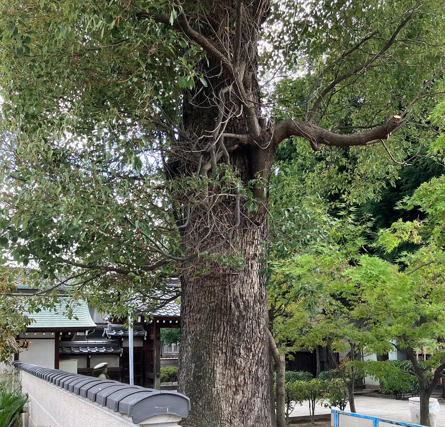 少し前になりますがご寺院様境内の御神木に注連縄を作製取り付け...