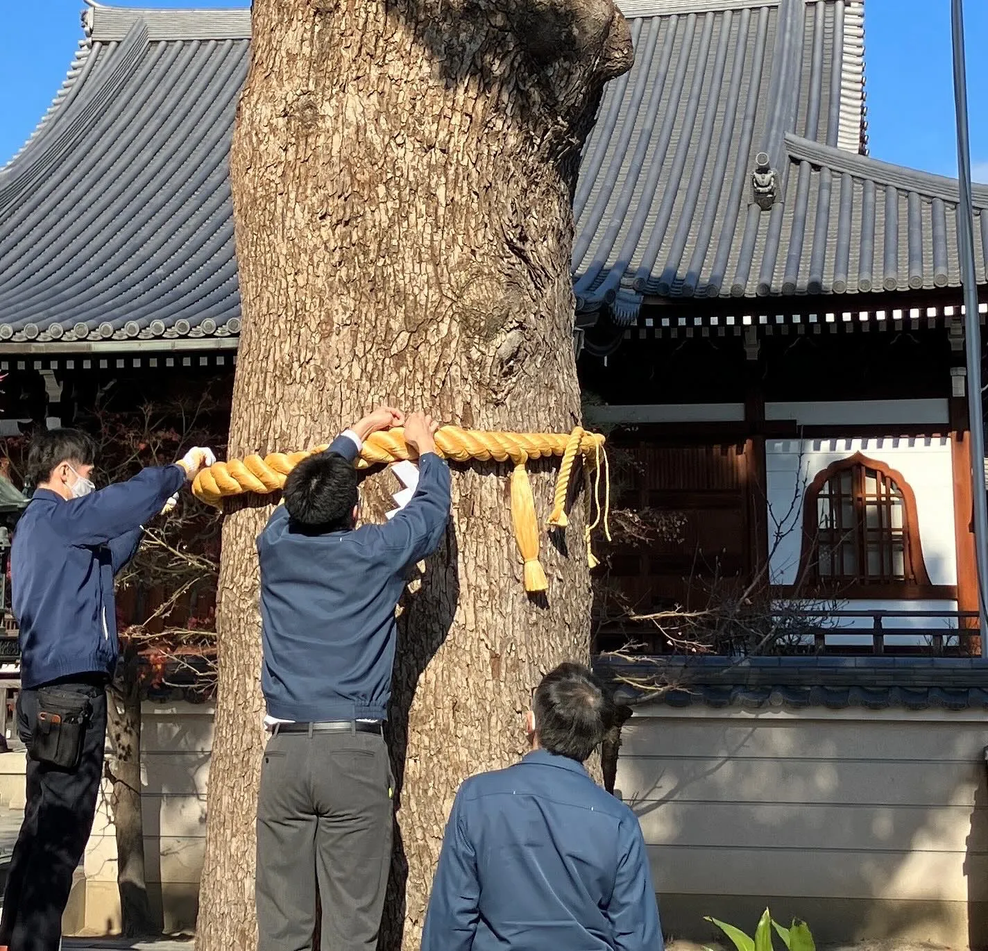 少し前になりますがご寺院様境内の御神木に注連縄を作製取り付け...