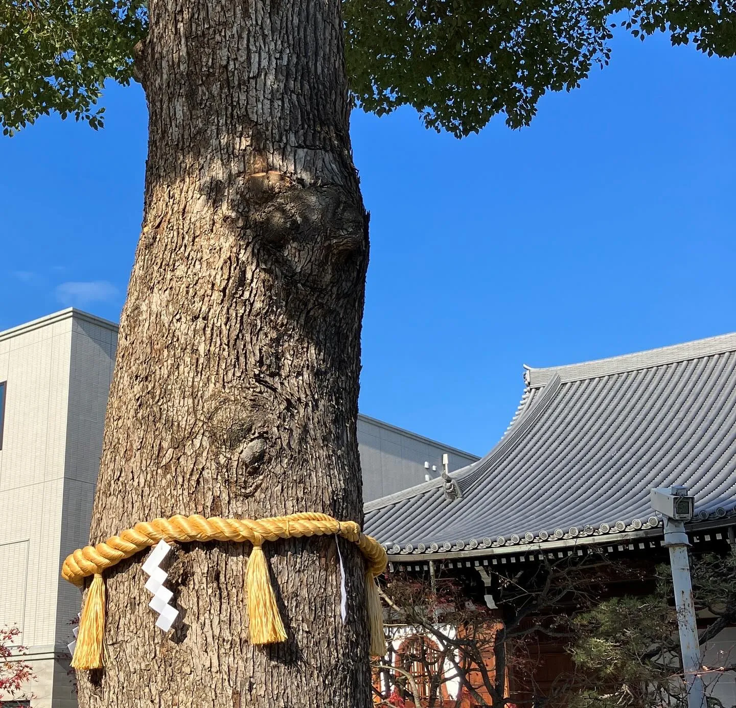 少し前になりますがご寺院様境内の御神木に注連縄を作製取り付け...