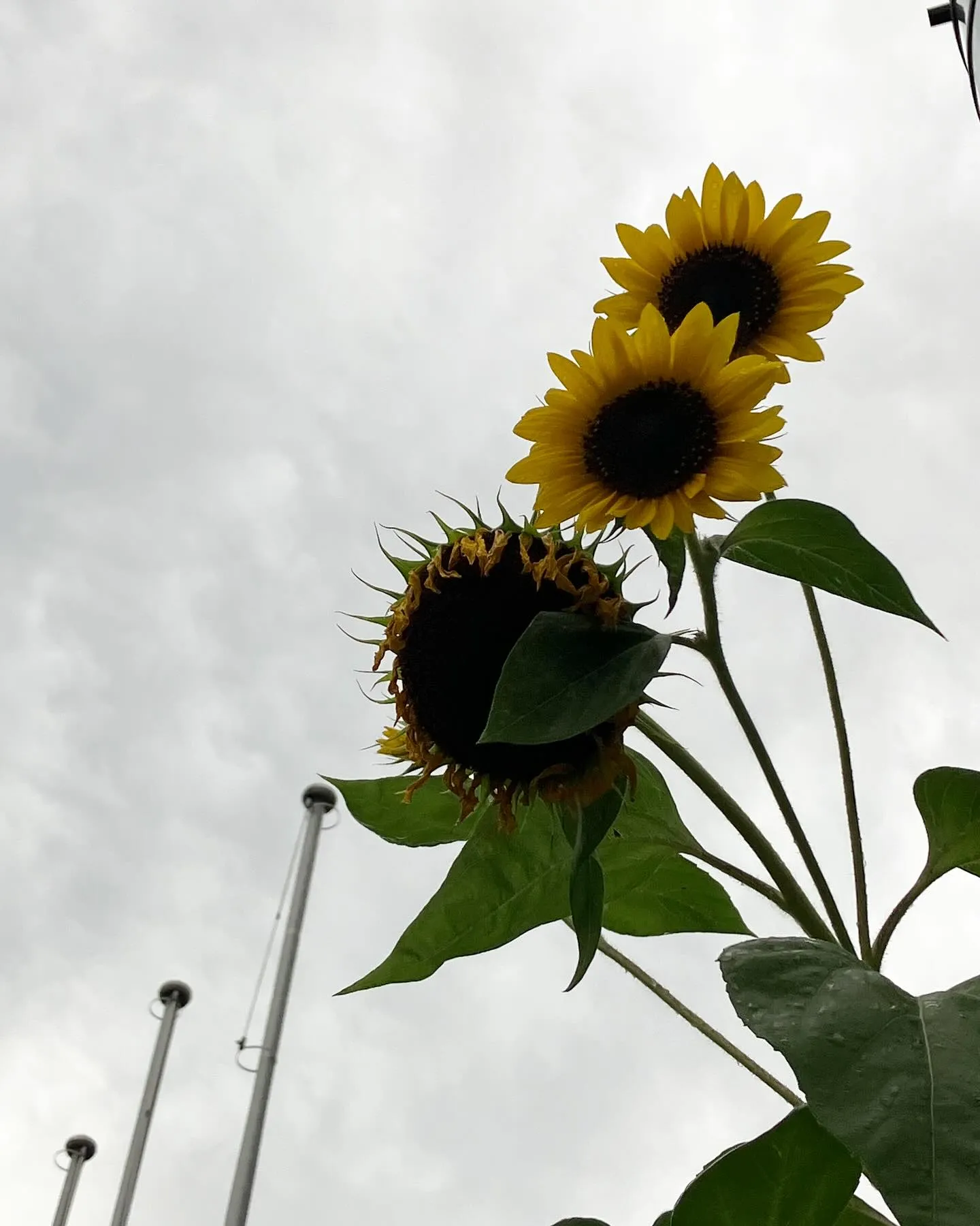 雨上がりの曇り空とひまわり🌻
