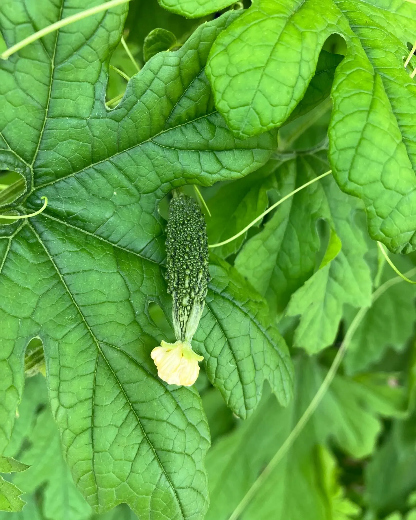 本日もありがとうございました。
