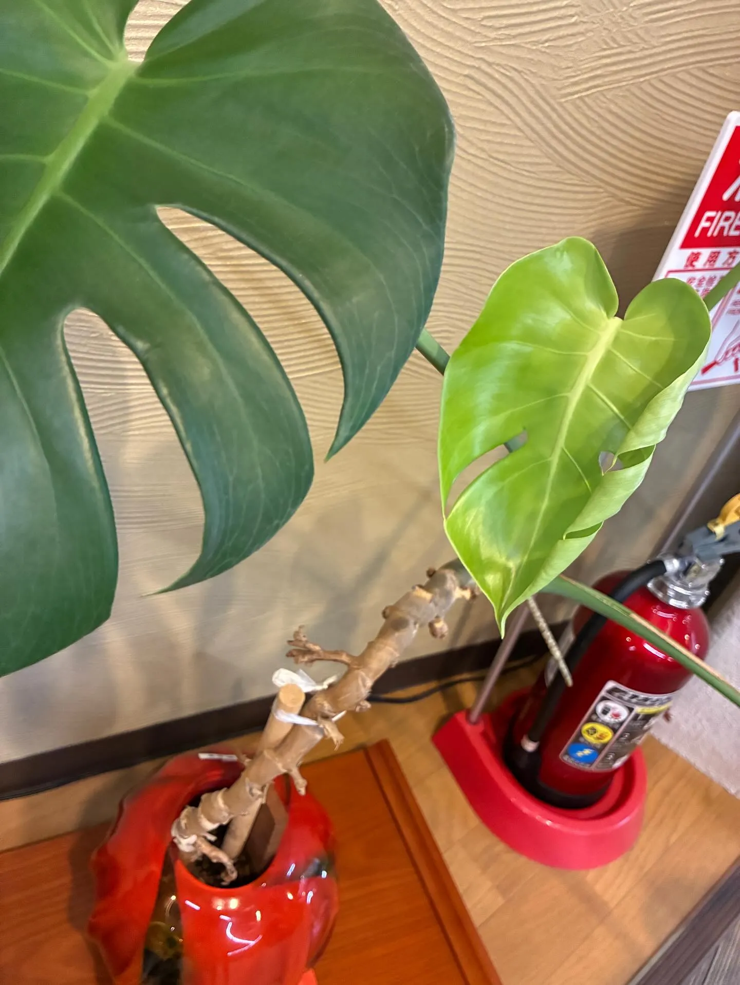 本日8/23より営業再開いたしました🈺