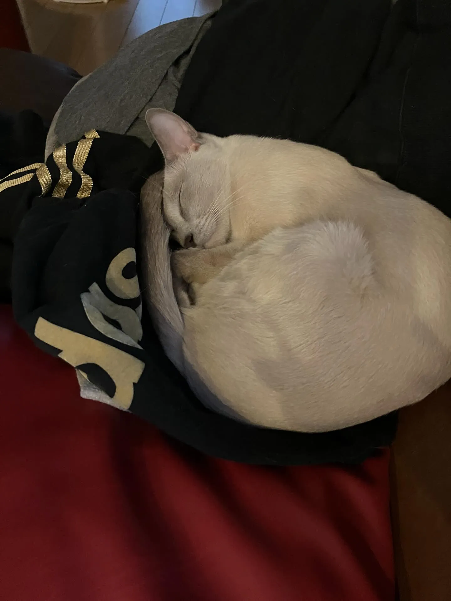 昨日から急に寒くなった大阪です。