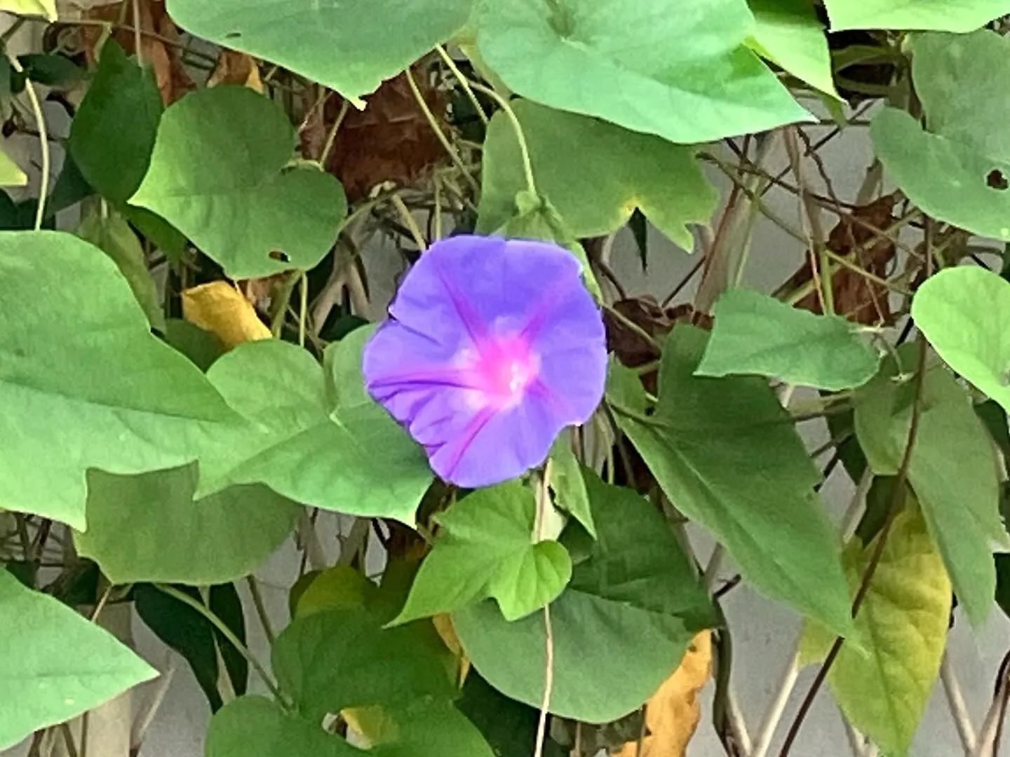 どんどん冬らしくなってまいりました。