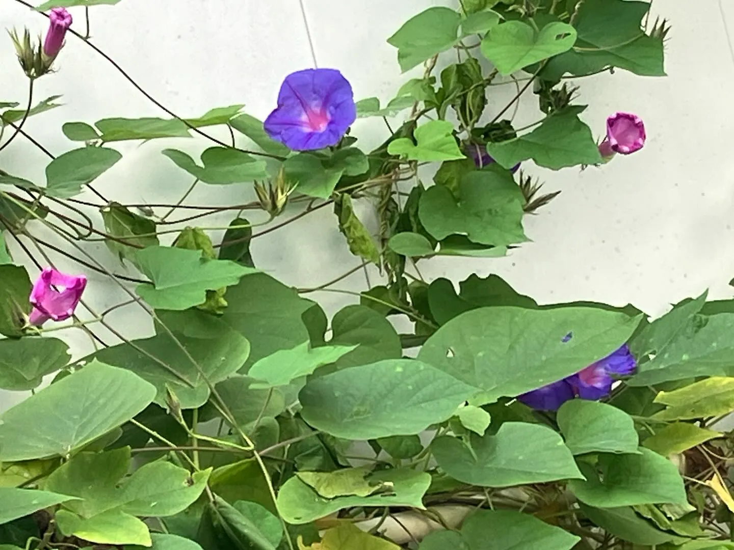 どんどん冬らしくなってまいりました。