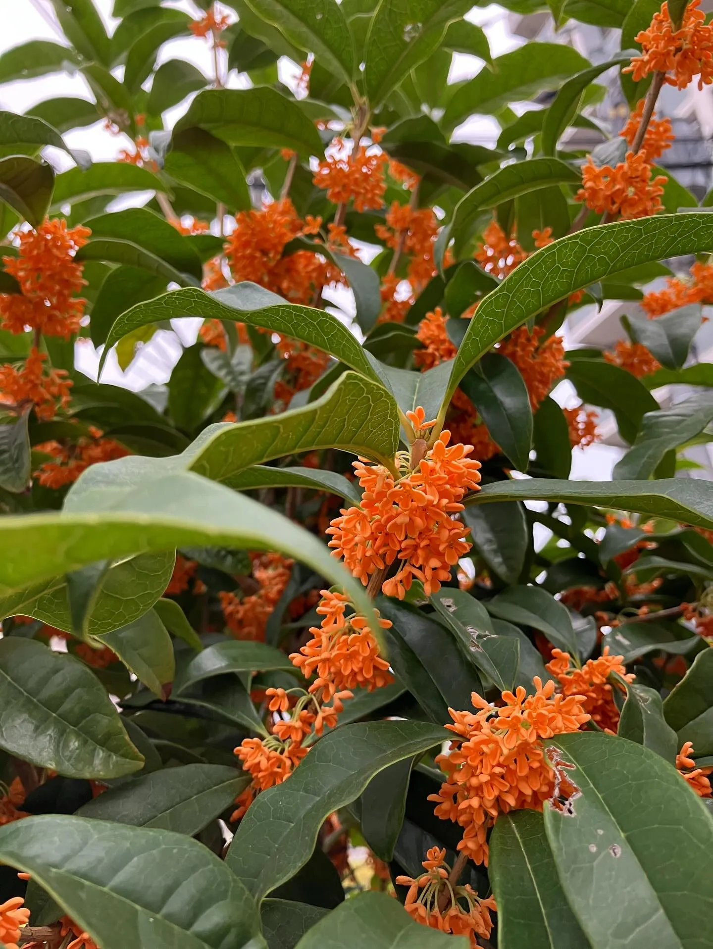 すっかり寒くなりました。