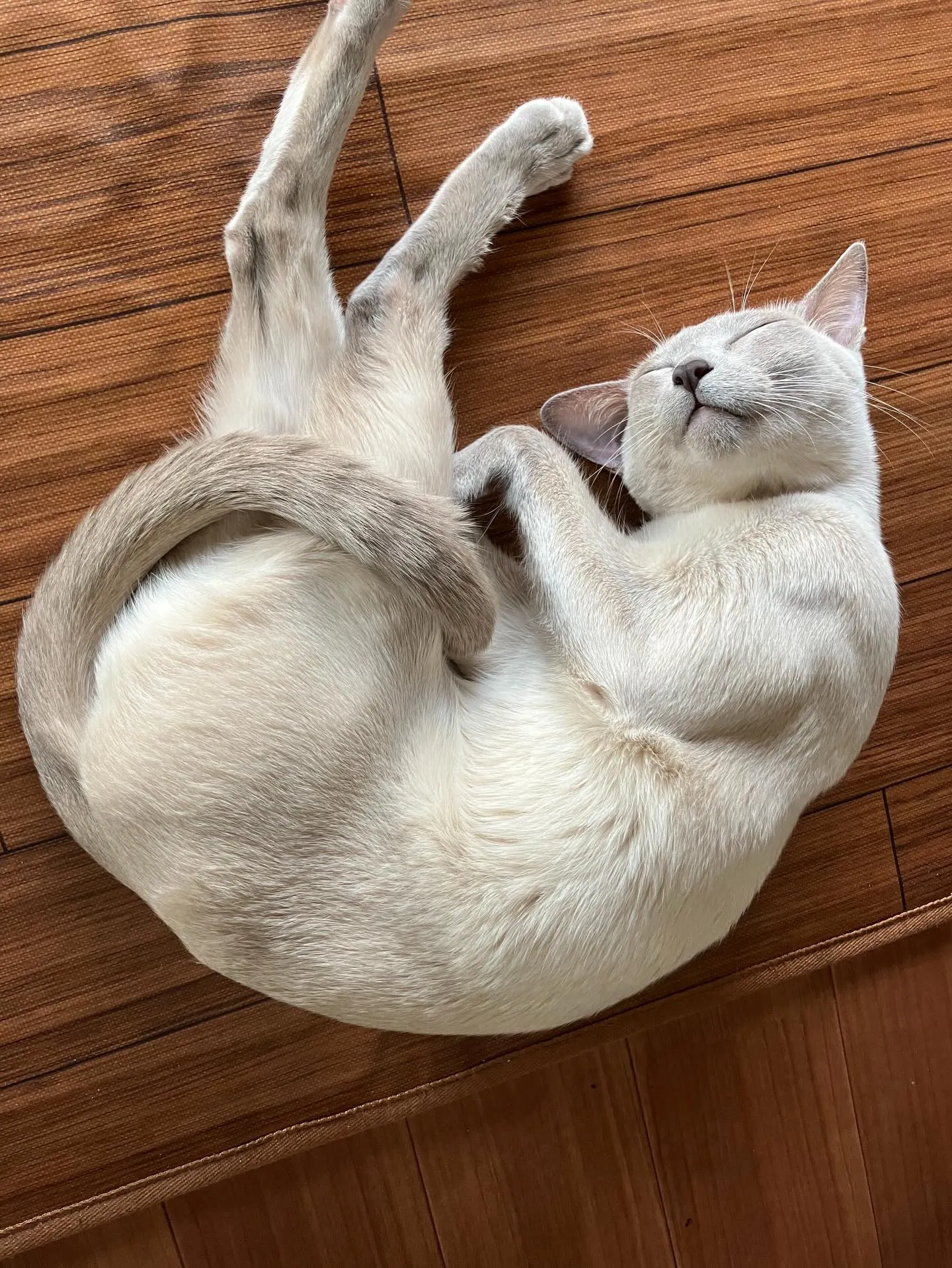 今日はねこの日🐈