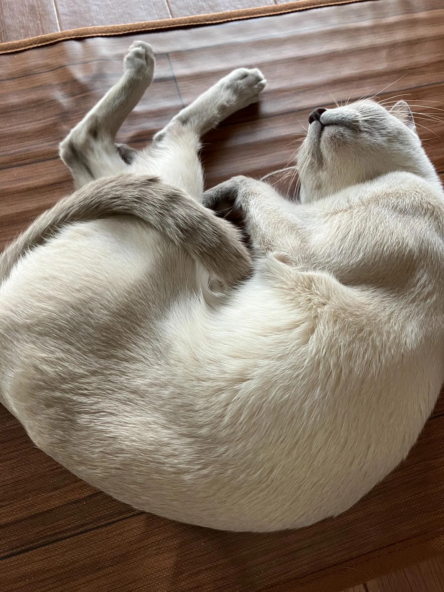 今日はねこの日🐈