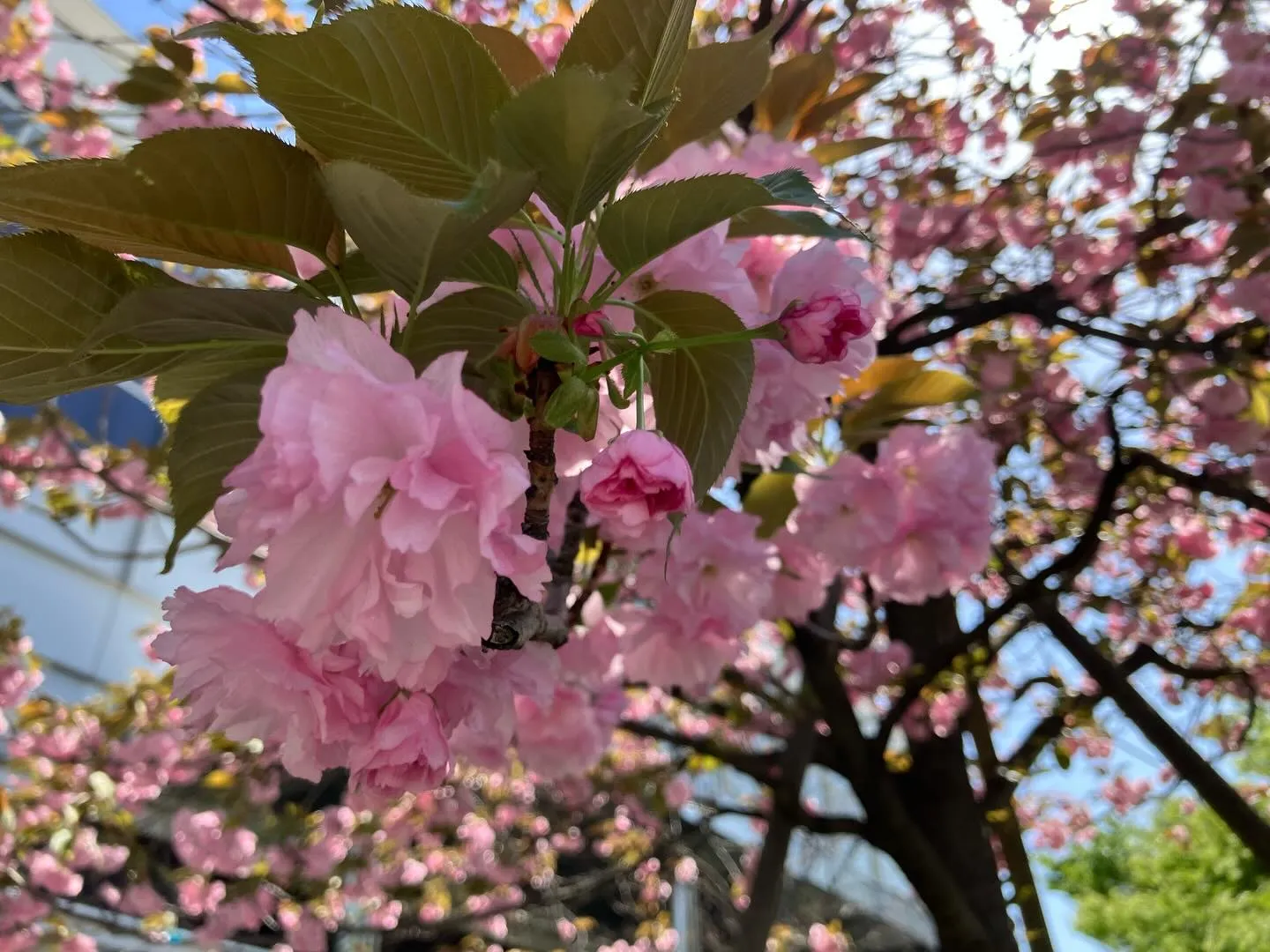 加工なしの画像です。