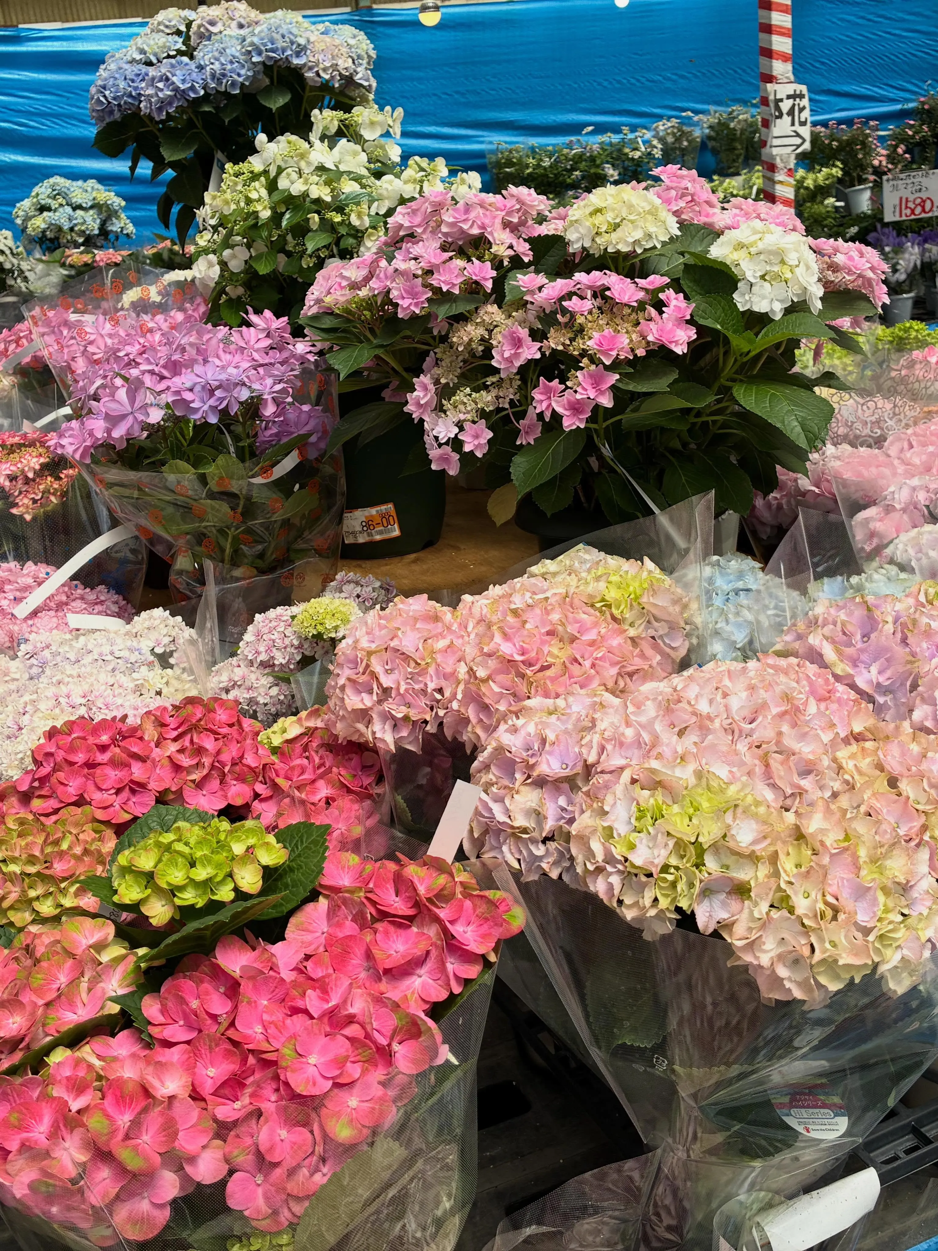 少し前に大変大きなお花屋さん国華園さんへとお邪魔しました。