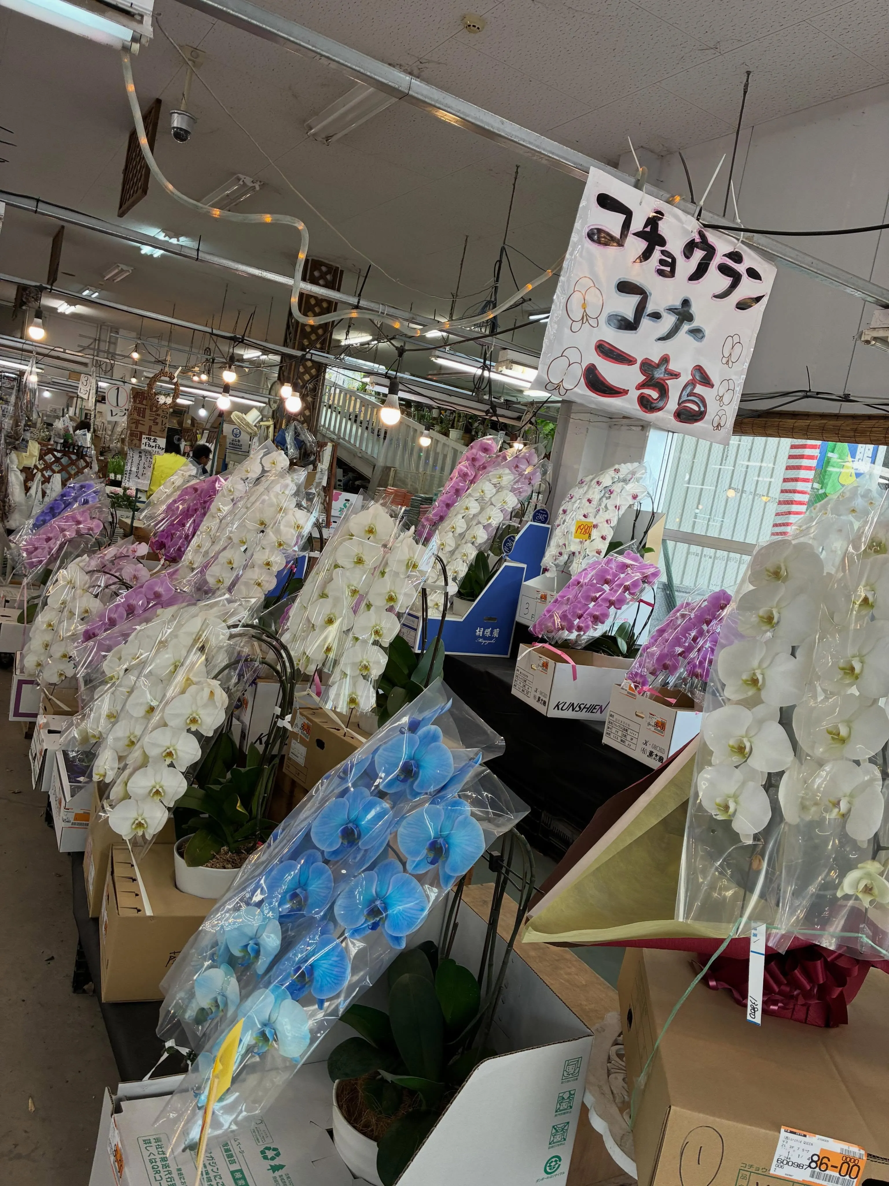 少し前に大変大きなお花屋さん国華園さんへとお邪魔しました。