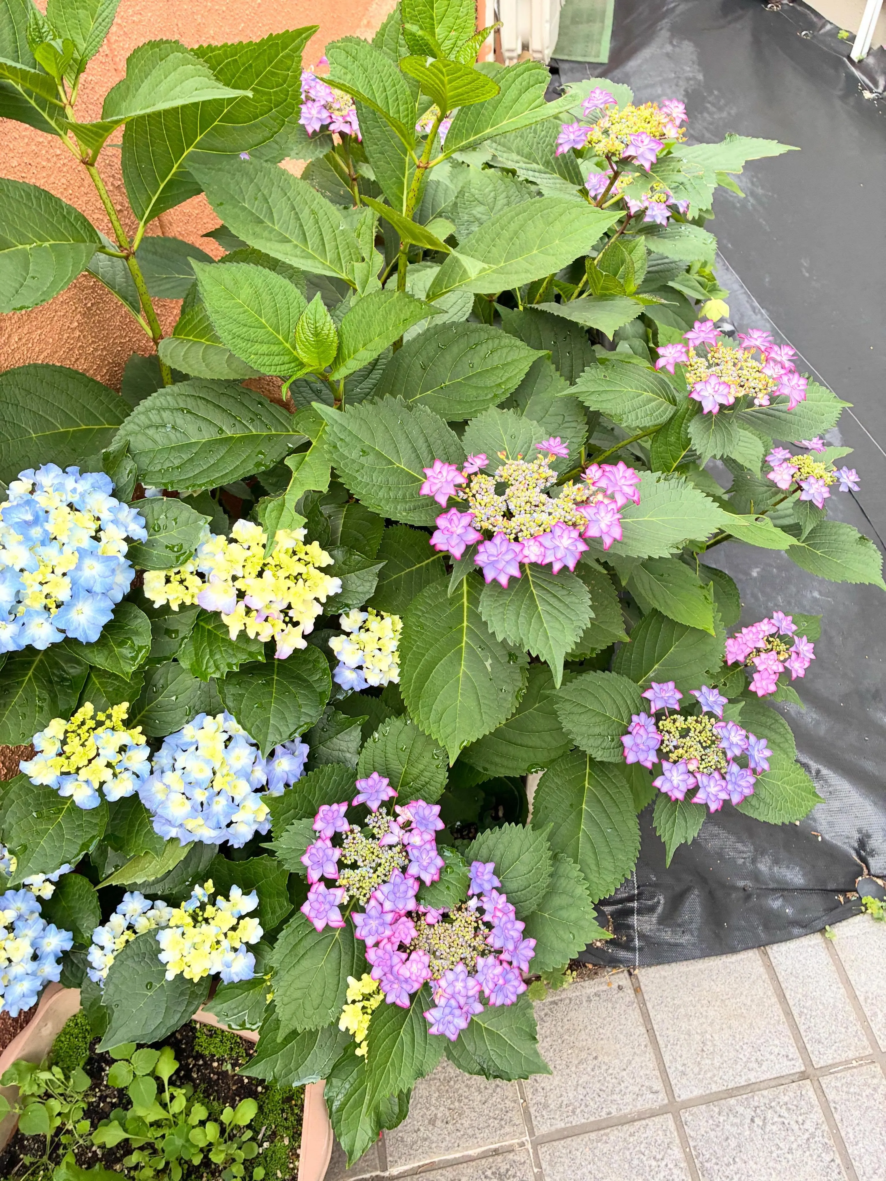 本日もありがとうございました。